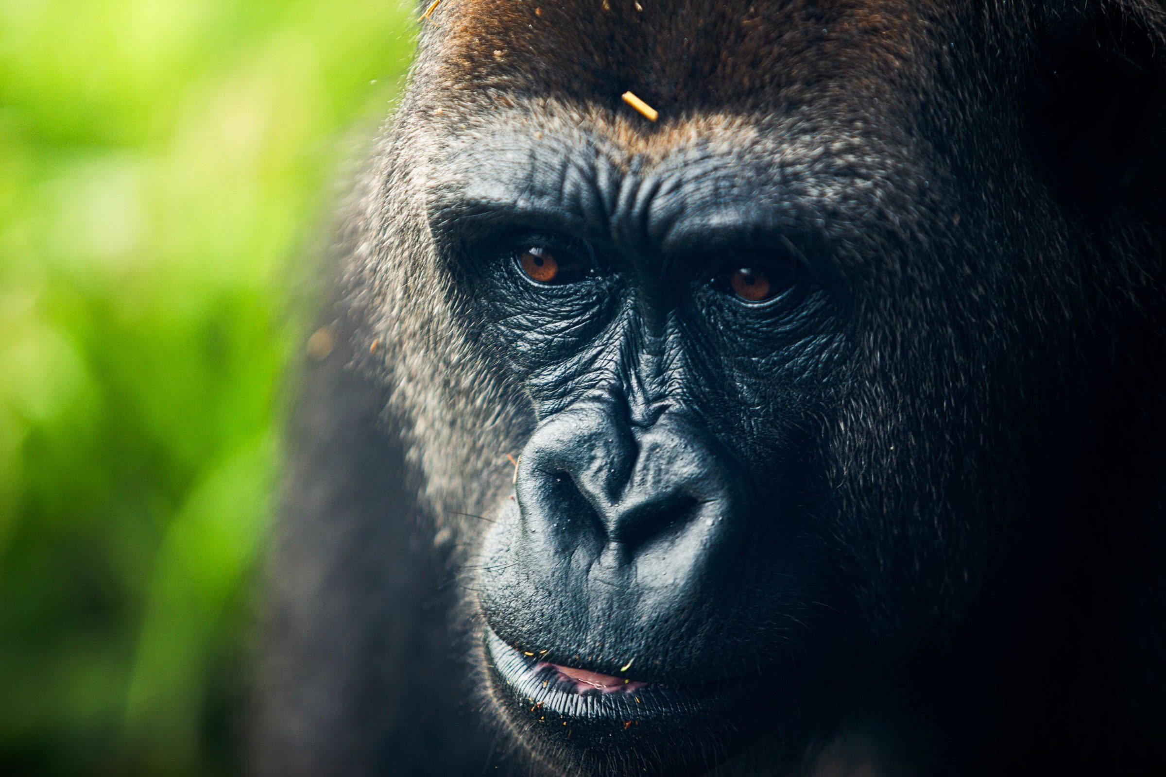 Apes : définition, espèces et différences avec les monkeys